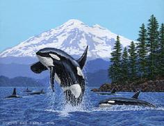 Orcas Killer whales San Juan Island Washington Mt Baker painting