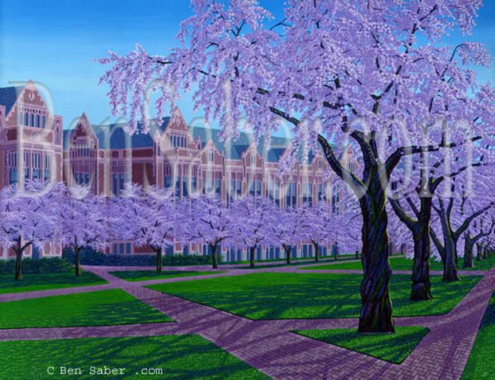university of washington cherry blossoms quad painting picture